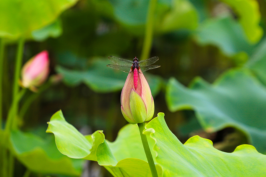 小荷才露尖尖角,早有蜻蜓立上头。