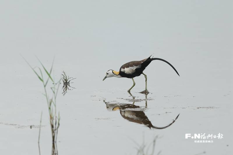 闽江河口湿地保护区不断退养还湿 “凌波仙子”又来了