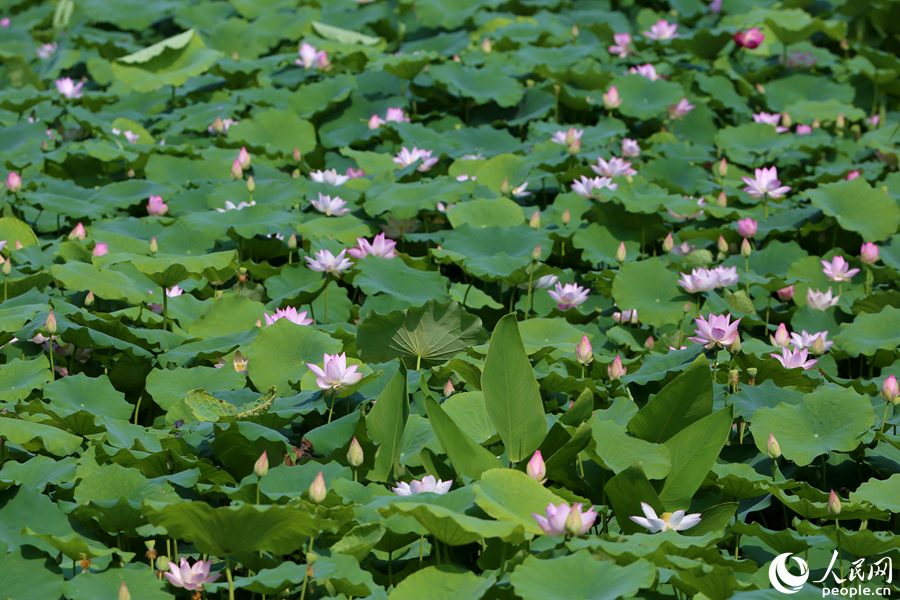 粉白荷花开满塘。人民网 陈博摄