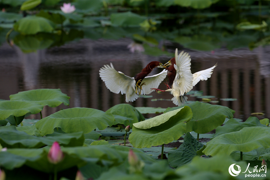 池鹭在荷花池中打闹嬉戏。人民网 陈博摄