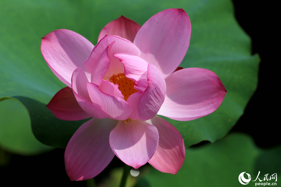 厦门中山公园内盛开的荷花。人民网 陈博摄