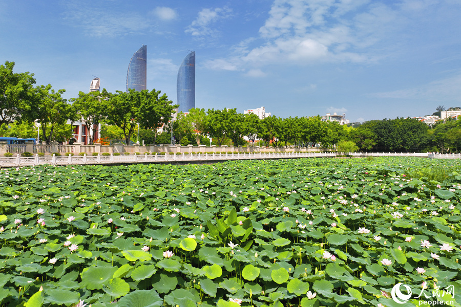 厦门南普陀景区的荷花池。人民网 陈博摄