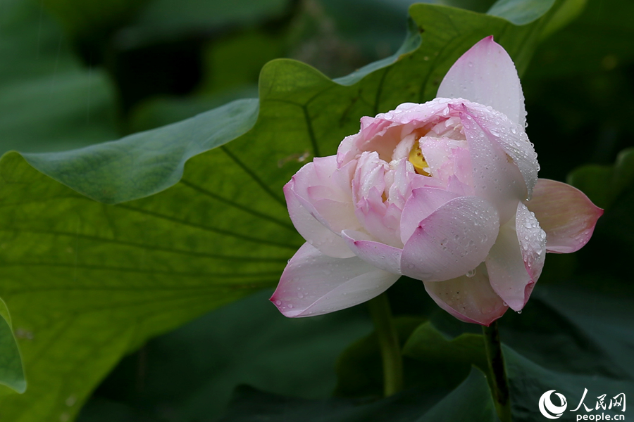 被雨水打湿的荷花显得格外娇艳。人民网 陈博摄