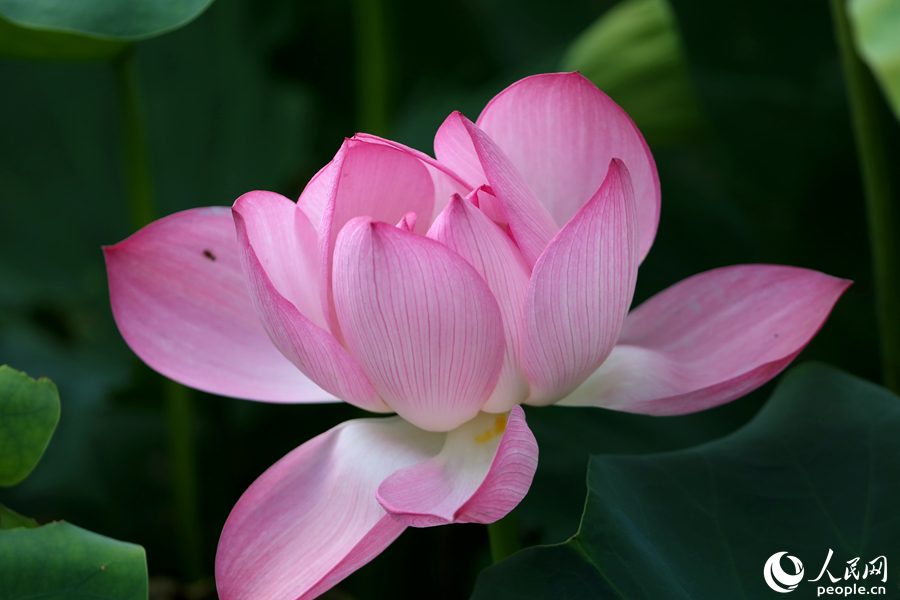 厦门五缘湾湿地公园荷花绽放。人民网 陈博摄