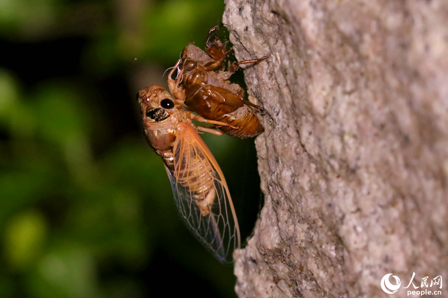 羽化后的蝉吊在蜕下的壳上，以保证展开的双翼正常发育。人民网 陈博摄