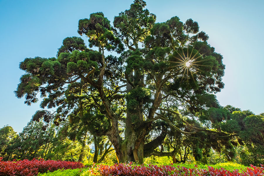 鼓岭上的千年古树“柳杉王”。张大强摄
