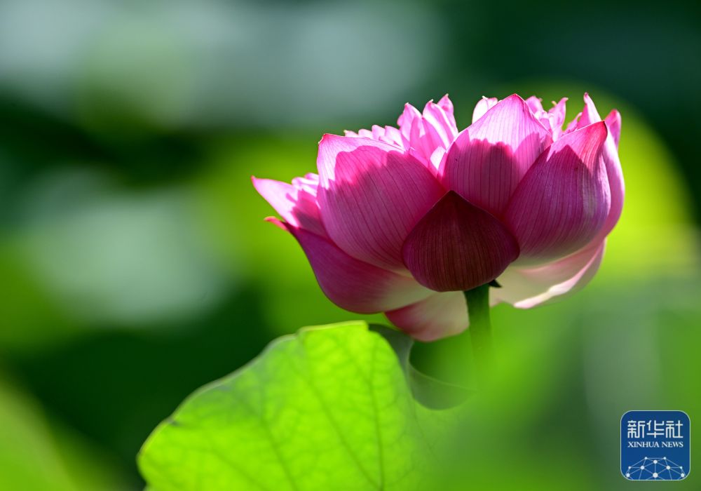 新华社关注福州：七月荷花绽满塘