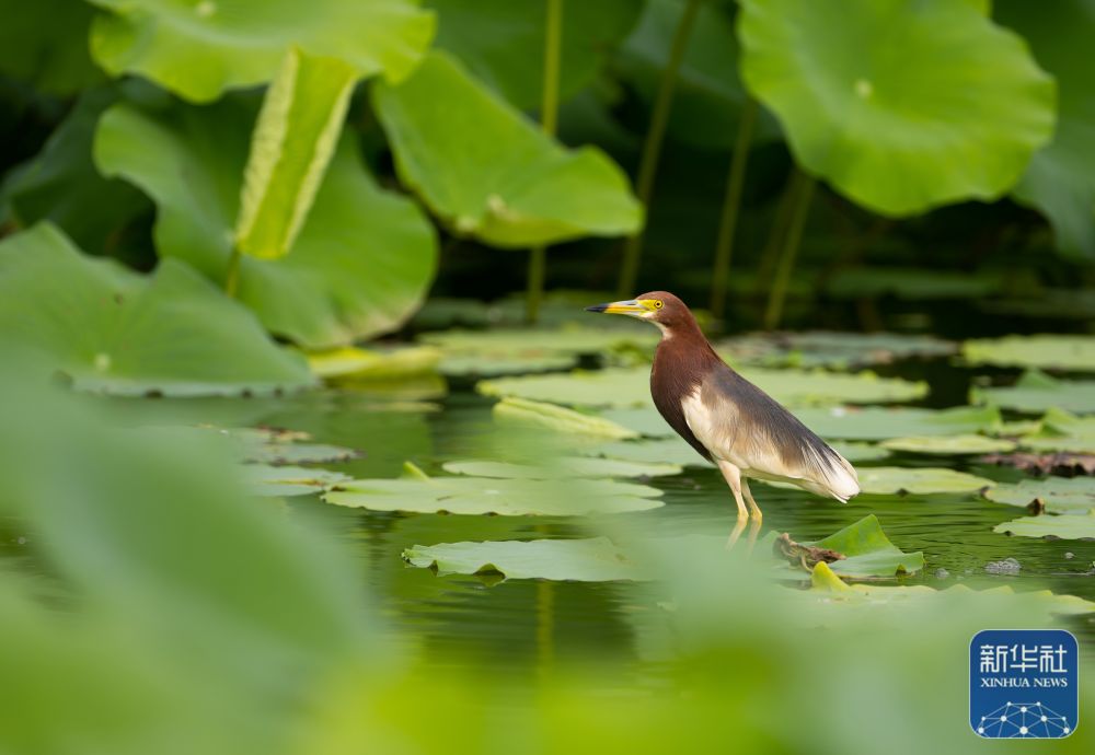 新华社关注福州：七月荷花绽满塘