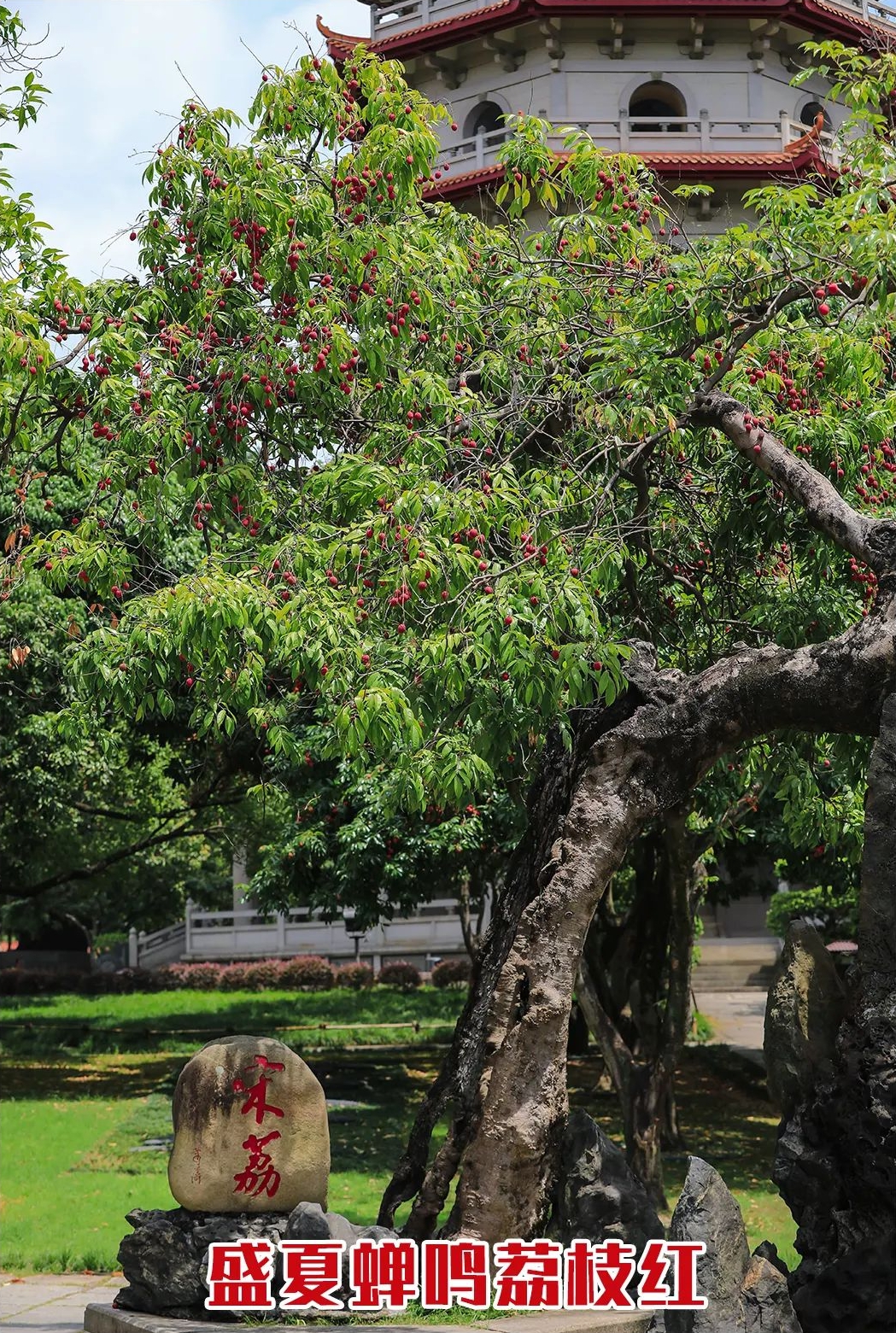 迎来高光时刻！千年古刹荔枝红了！
