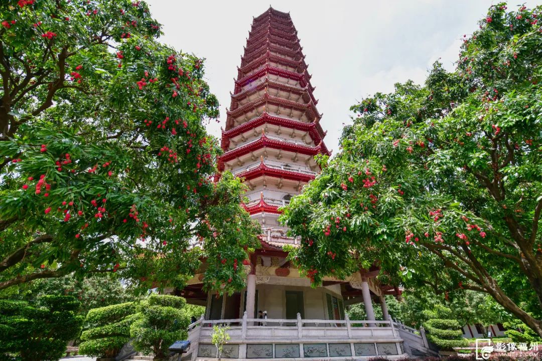 迎来高光时刻！千年古刹荔枝红了！