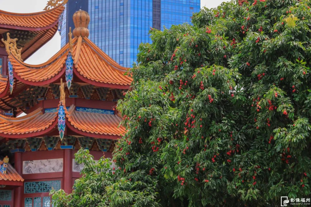 迎来高光时刻！千年古刹荔枝红了！
