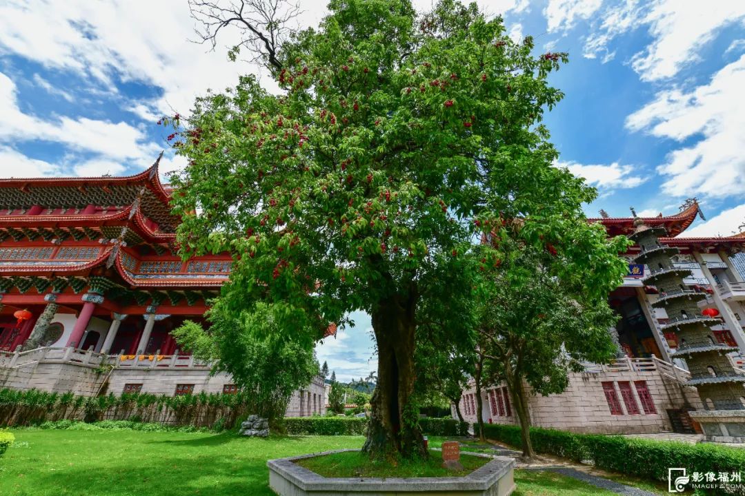 迎来高光时刻！千年古刹荔枝红了！