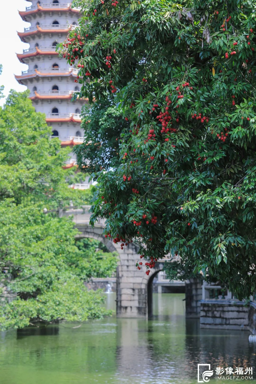 迎来高光时刻！千年古刹荔枝红了！