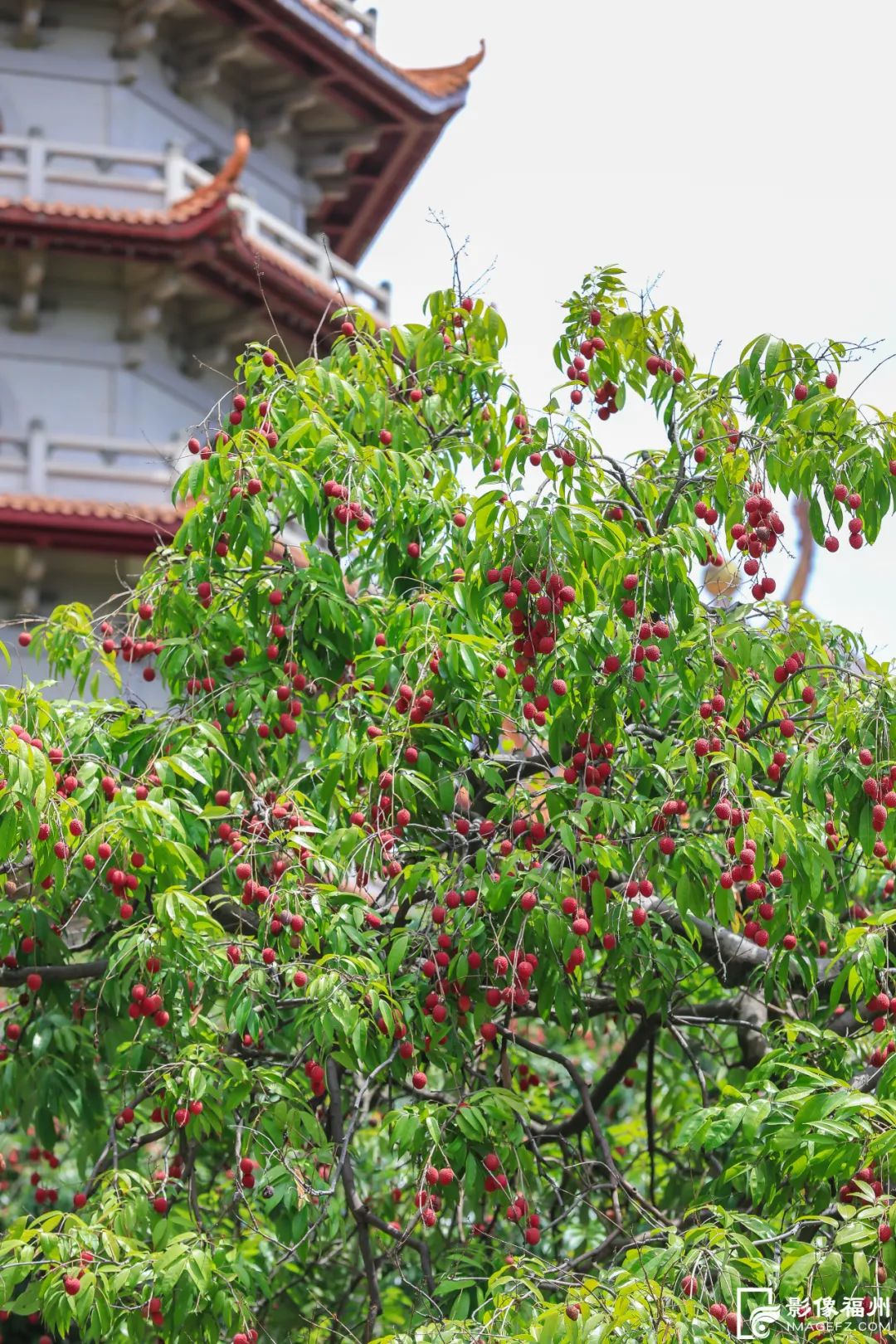 迎来高光时刻！千年古刹荔枝红了！