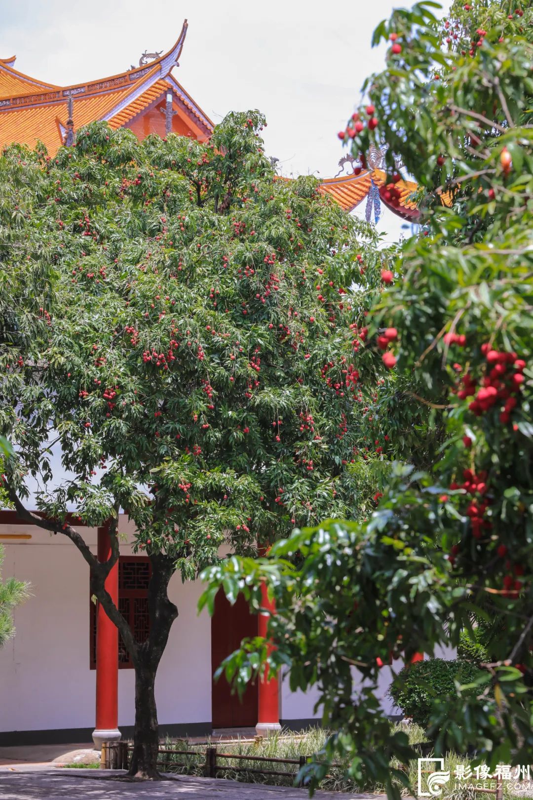 迎来高光时刻！千年古刹荔枝红了！