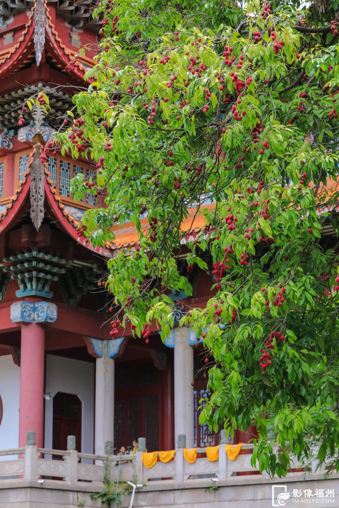 迎来高光时刻！千年古刹荔枝红了！