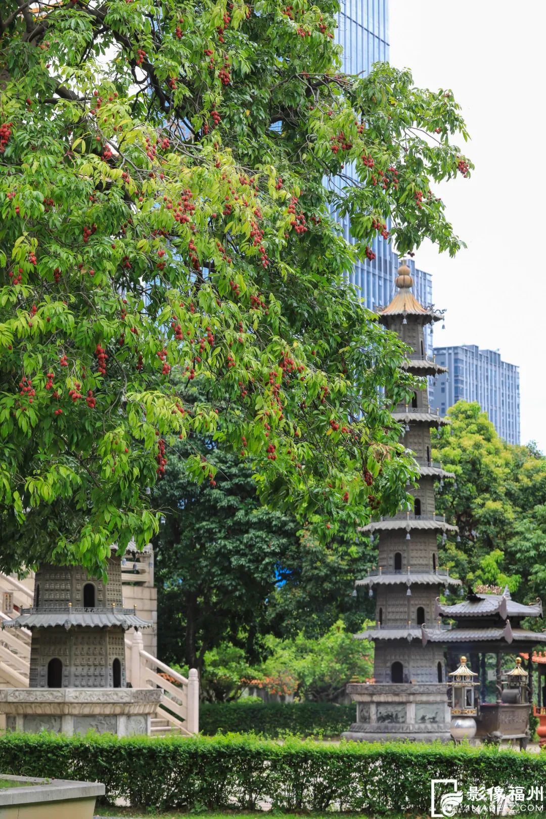 迎来高光时刻！千年古刹荔枝红了！