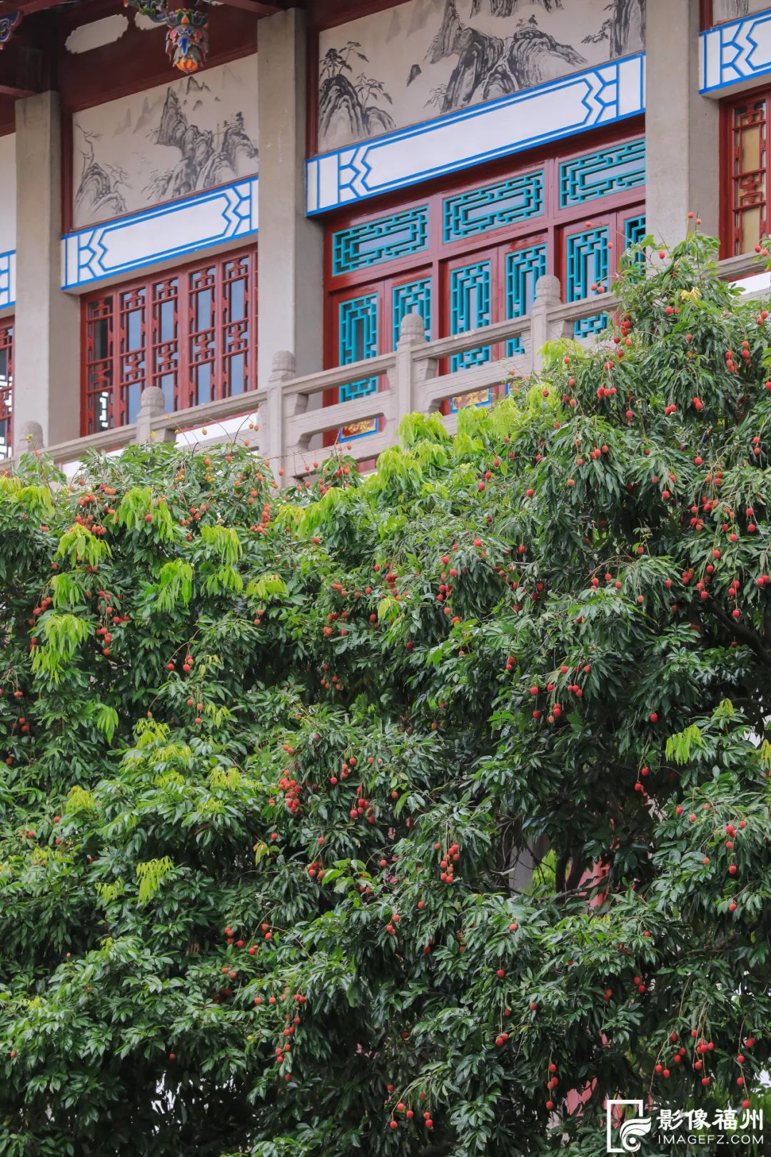 迎来高光时刻！千年古刹荔枝红了！