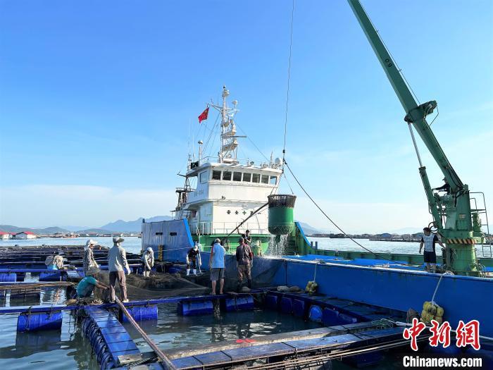 出口渔船靠泊养殖渔排。　陈明辉　摄