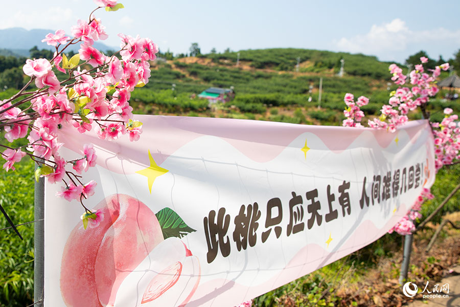“又美又甜,快来古田”第二届乡村振兴盛会——古田水蜜桃采摘节在福建古田县凤都镇际面村开幕。人民网 焦艳摄