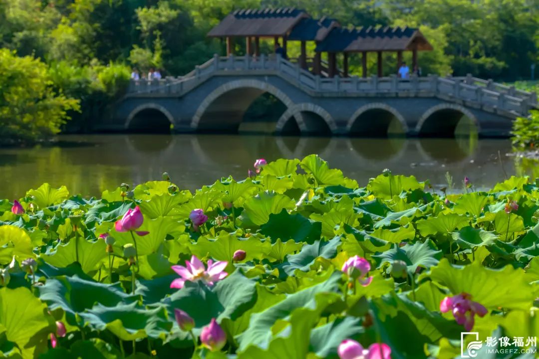 2900多片千瓣莲!榕城夏日赏花图鉴发布 2900多片千瓣莲!榕城夏日赏花图鉴发布