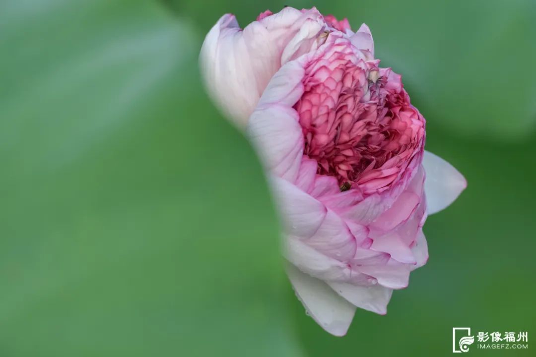 2900多片千瓣莲!榕城夏日赏花图鉴发布 2900多片千瓣莲!榕城夏日赏花图鉴发布