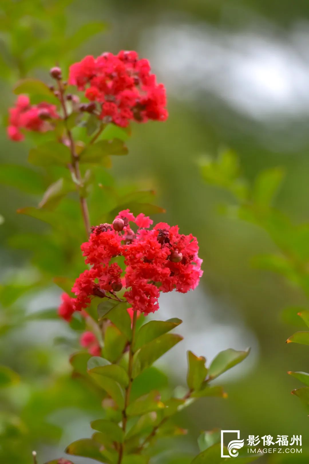 2900多片千瓣莲!榕城夏日赏花图鉴发布 2900多片千瓣莲!榕城夏日赏花图鉴发布