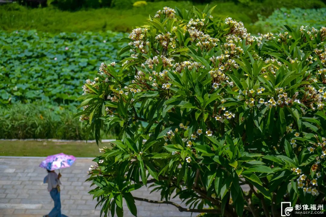 2900多片千瓣莲!榕城夏日赏花图鉴发布 2900多片千瓣莲!榕城夏日赏花图鉴发布