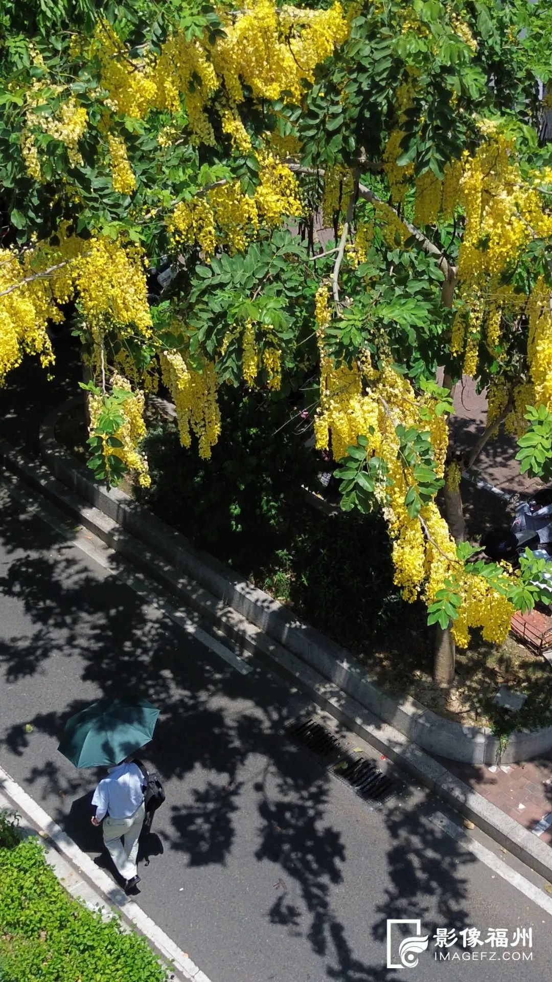 2900多片千瓣莲!榕城夏日赏花图鉴发布 2900多片千瓣莲!榕城夏日赏花图鉴发布