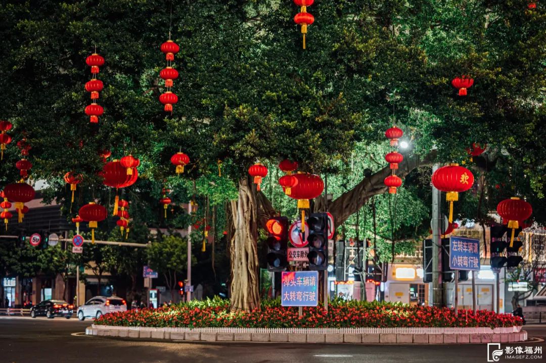 福州古树有多美? 福州古树有多美?