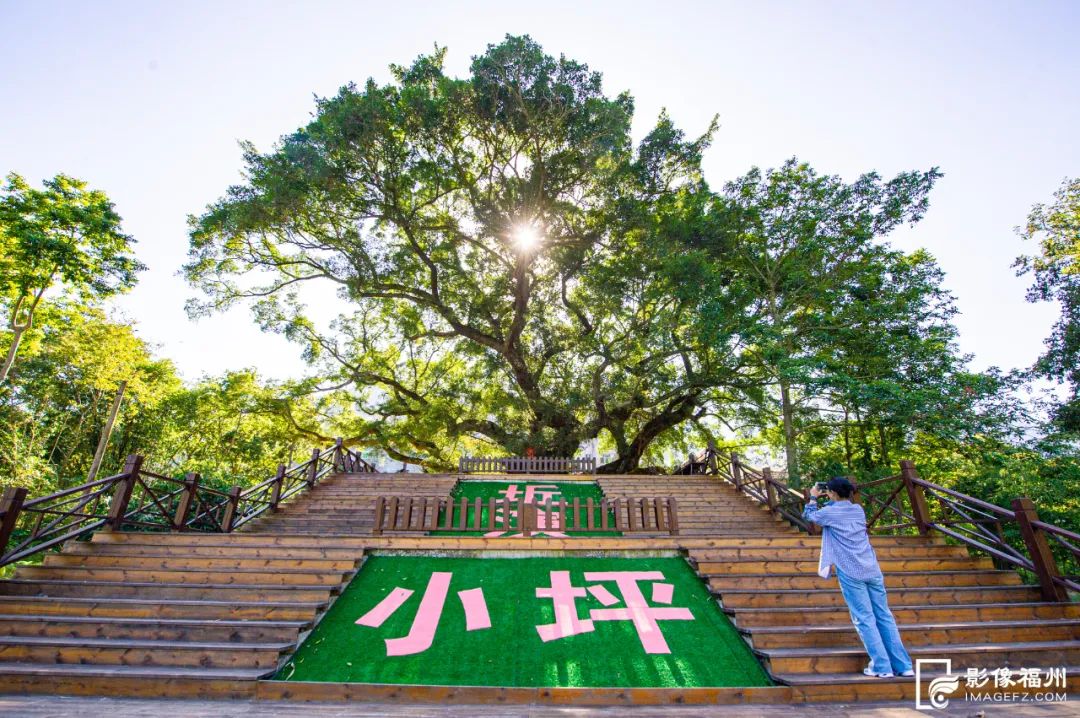 福州古树有多美? 福州古树有多美?