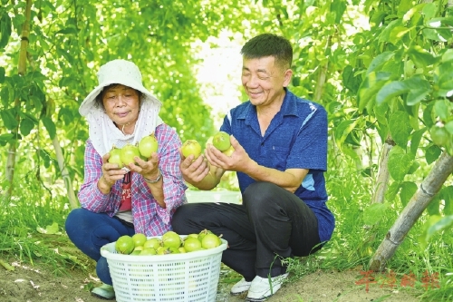 百香果“香”出致富路