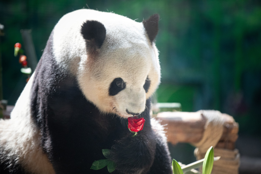 场内装点的鲜花，吸引了熊猫的注意。集美区融媒体中心供图