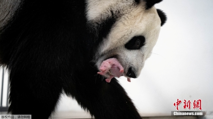 当地时间8月30日发布的照片显示，俄罗斯莫斯科动物园的大熊猫“丁丁”在围栏内用嘴含起刚出生不久的幼崽。