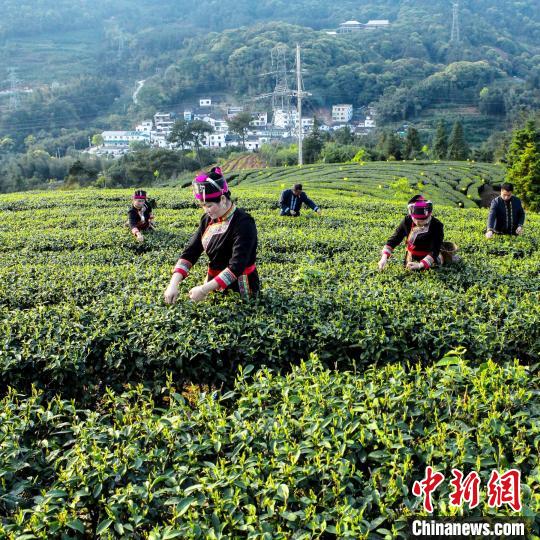 畲族民众采茶中。金涵畲族乡政府供图