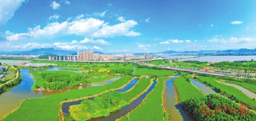 茉莉花茶“新九条”亮点多多