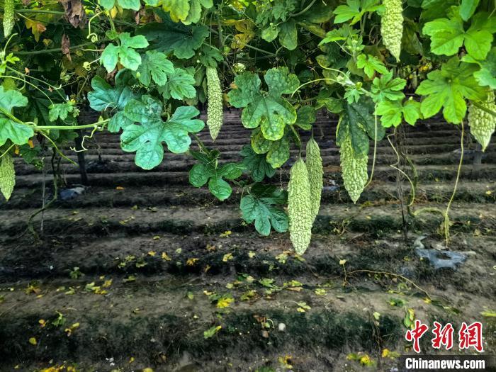 图为丰田村各类果蔬，让庭院绿意盎然。永安市融媒体中心供图