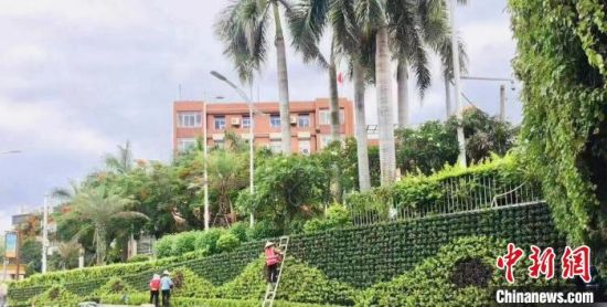 8月31日，厦门街头绿化工程活跃着美格农艺人的身影。　(美格农艺 供图)