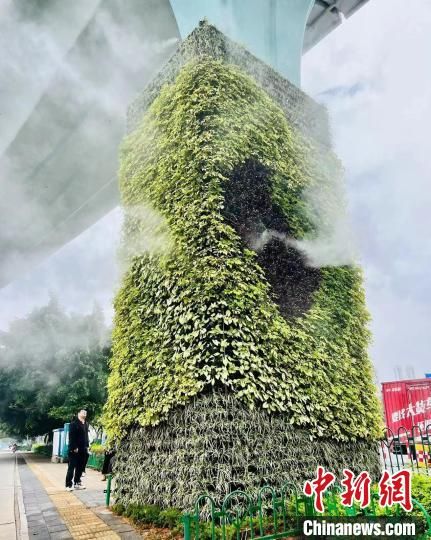 8月31日，美格农艺参与的厦门BRT绿化建设工程，把厦门装点得更加美丽迷人。　(美格农艺 供图)