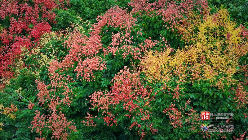 福州:栾树花开满城秋 福州:栾树花开满城秋