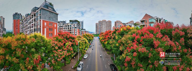 福州:栾树花开满城秋 福州:栾树花开满城秋