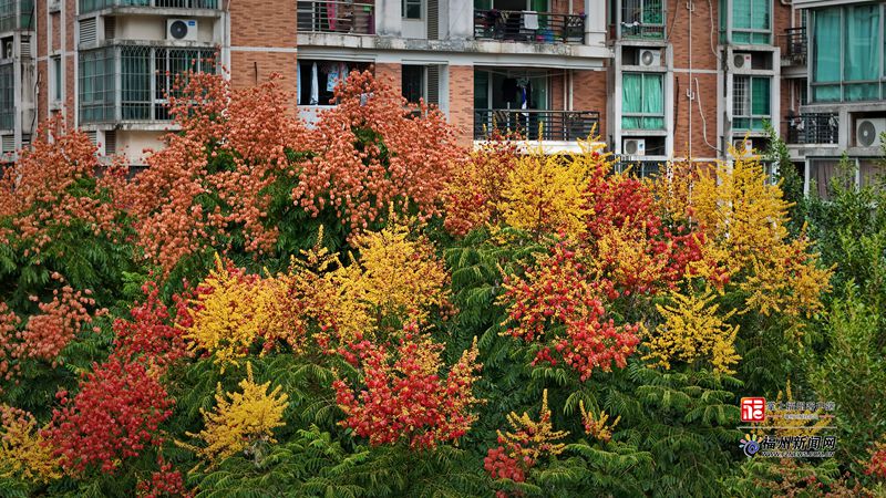 福州:栾树花开满城秋 福州:栾树花开满城秋