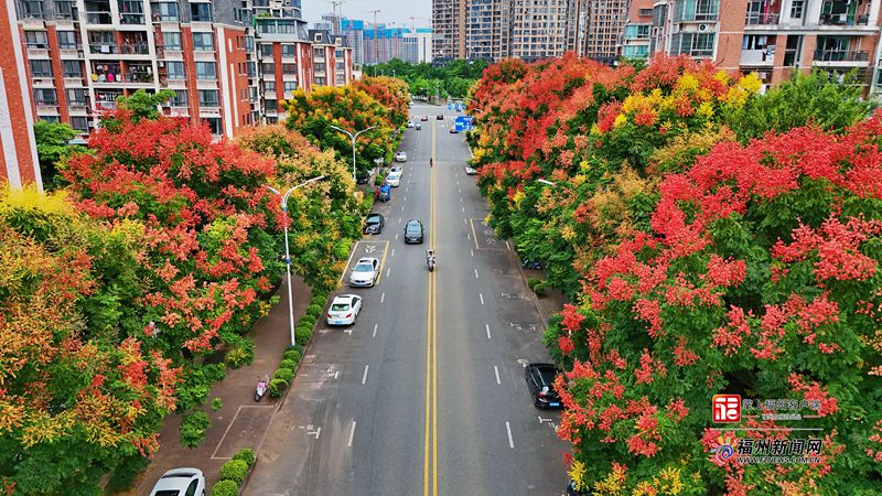 福州:栾树花开满城秋 福州:栾树花开满城秋