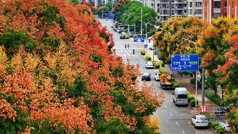 福州:栾树花开满城秋 福州:栾树花开满城秋