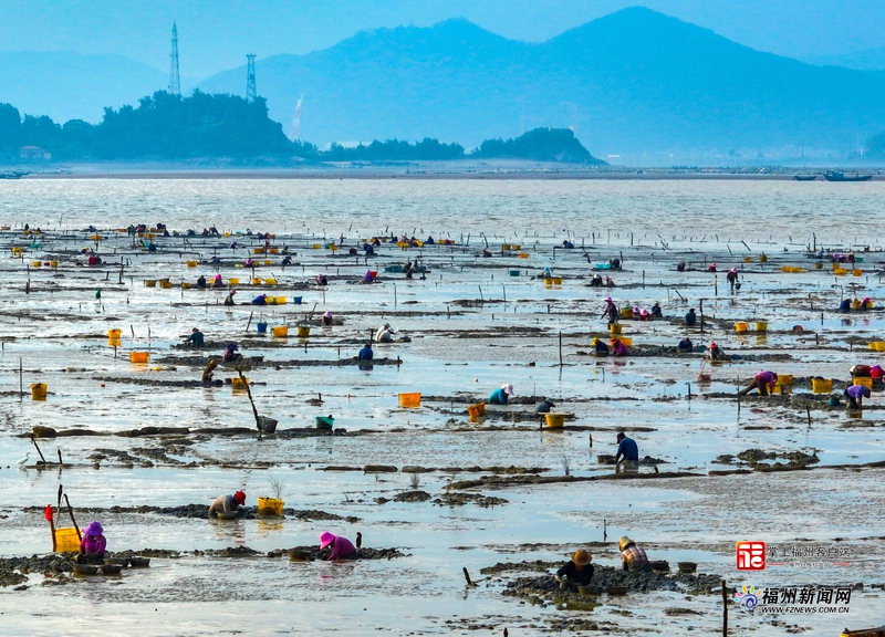 壮观！海蛏抢收季 数百渔民赶海