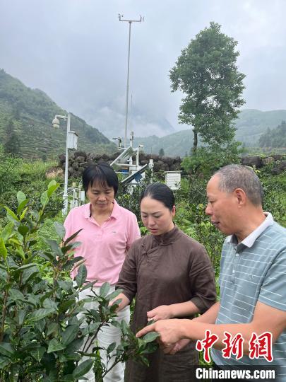 沈长华(右一)和气象服务团员到“智慧茶山”示范基地调查茶叶长势情况。叶国宝摄
