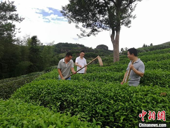 科技特派员现场指导茶农深挖除草。叶国宝摄
