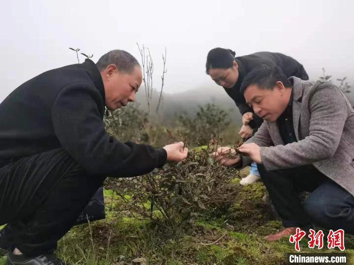 气象服务团员深入茶园调查冻害对春茶生长的影响。武夷山市气象局供图