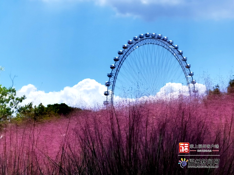 福州今秋第一拨粉黛乱子草上线 中秋国庆盛花迎客