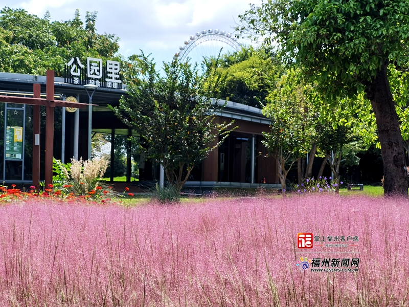福州今秋第一拨粉黛乱子草上线 中秋国庆盛花迎客